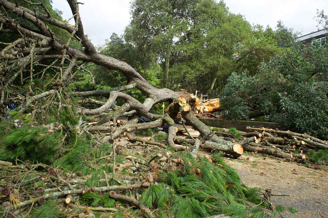 The Steps Involved in Our Tree Care Process in West Homestead, PA